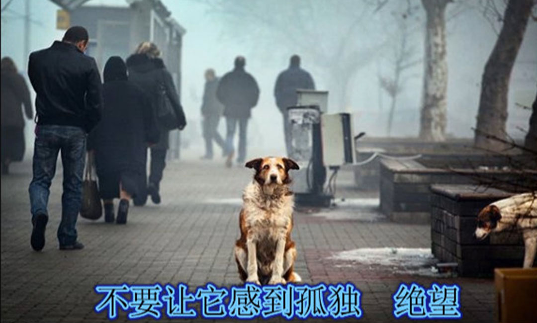 九龙坡爱影圈微博微信转发案例